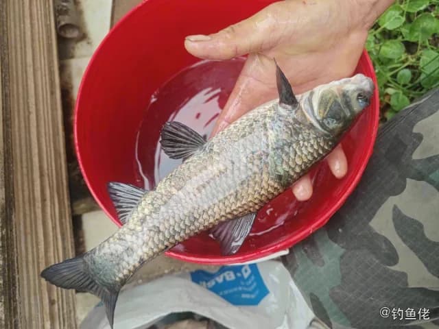青鱼钓获 0.6kg