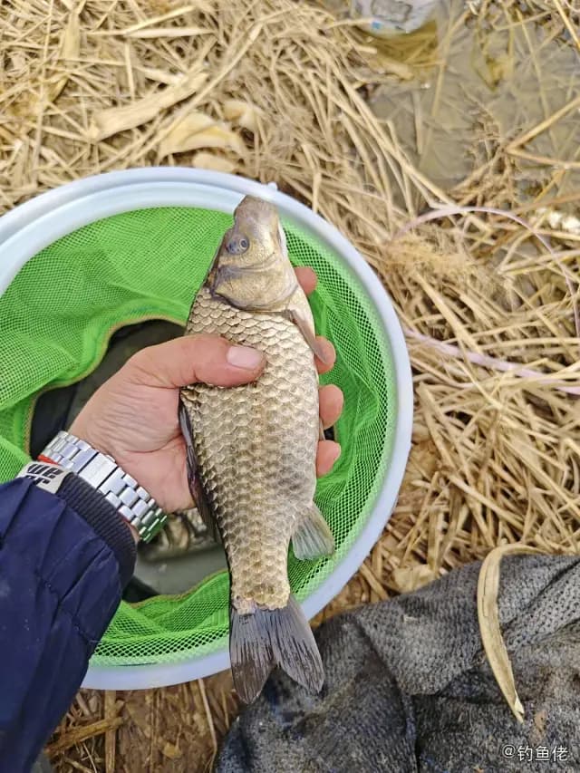 鲫鱼钓获 0.35kg
