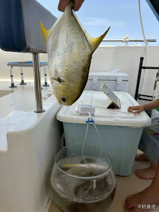 布氏鲳鲹钓获 6kg