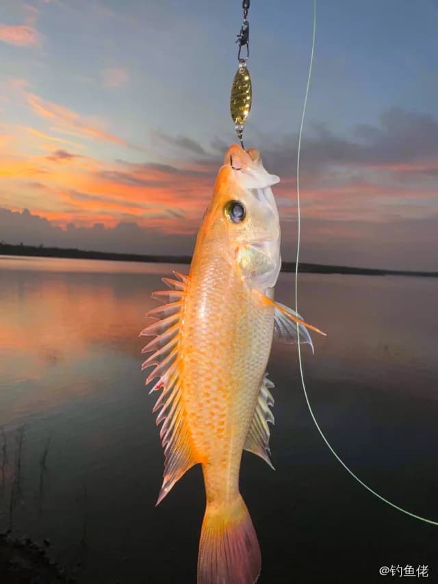 红钻鱼钓获 1kg