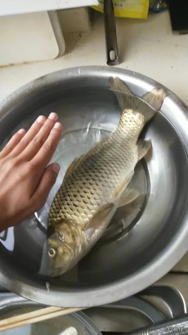 鲤鱼钓获 48kg