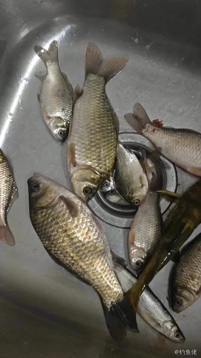 鲫鱼钓获 0.45kg