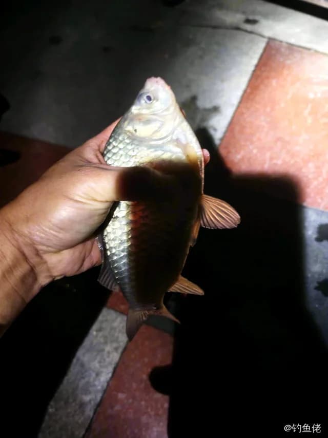 鲫鱼钓获 0.2kg