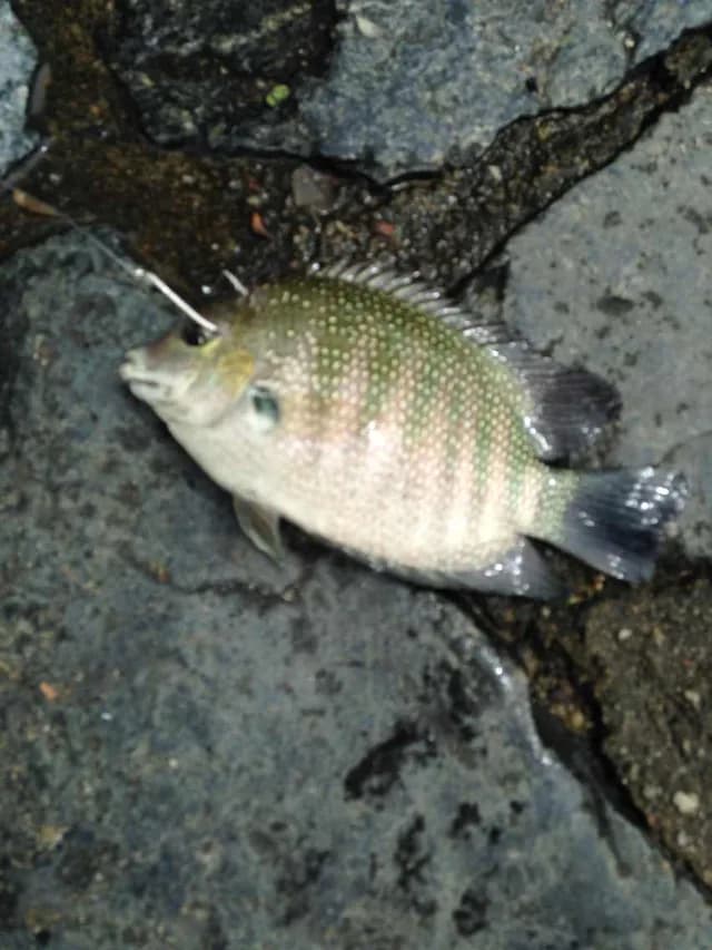 孟加拉国豆娘鱼钓获 0.01kg