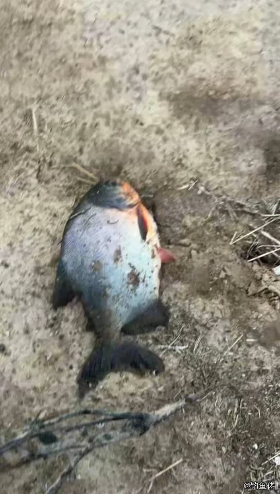 淡水红鲳钓获 2.5kg