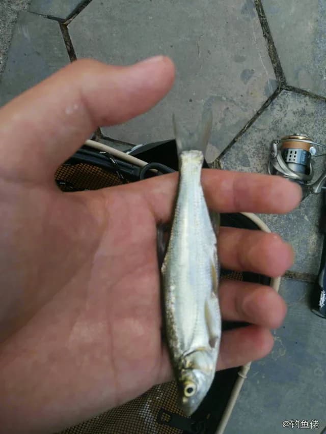 白条钓获 0.1kg