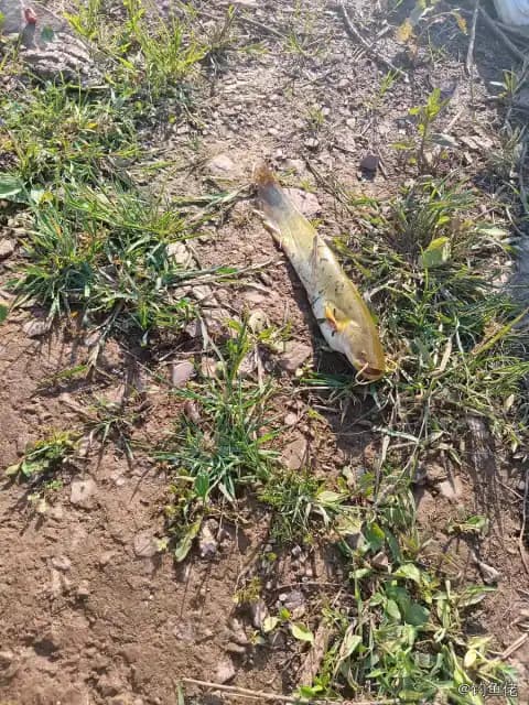 鲶鱼钓获 1kg