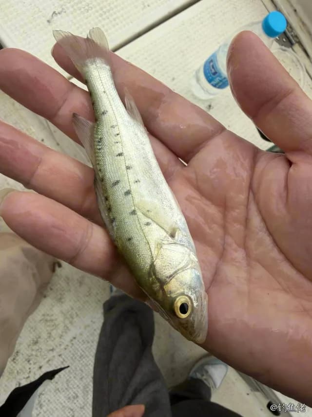 中国花鲈钓获 0.1kg