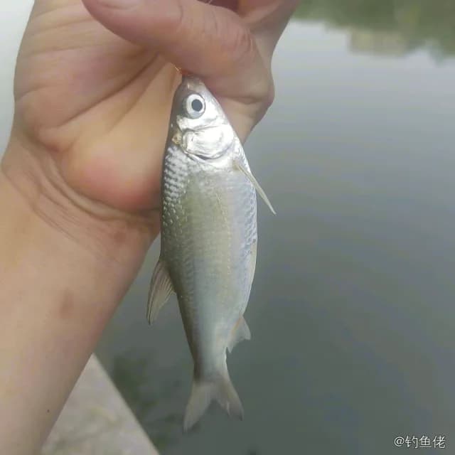 似鳊钓获 