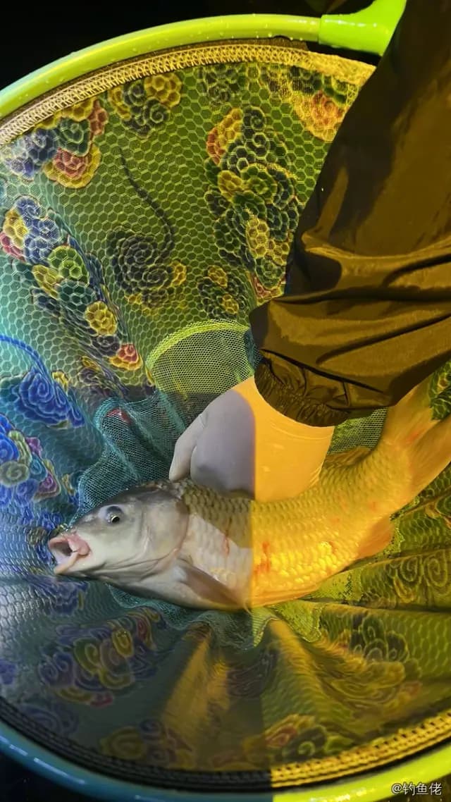 鲤鱼钓获 2.7kg