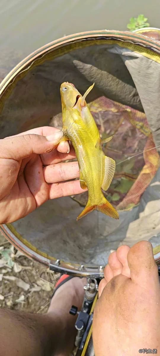 黄颡鱼钓获 0.1kg