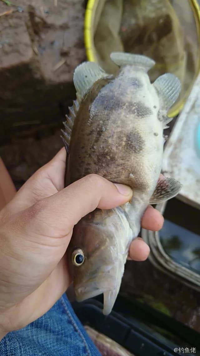 中国少鳞鳜钓获 0.01kg