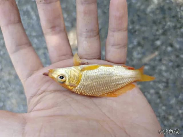 鲤鱼钓获 