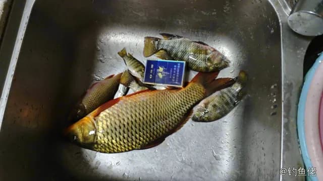 鲤鱼钓获 1.4kg