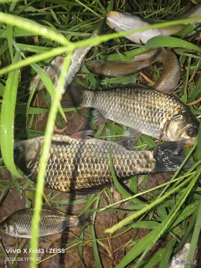 鲫鱼钓获 0.45kg