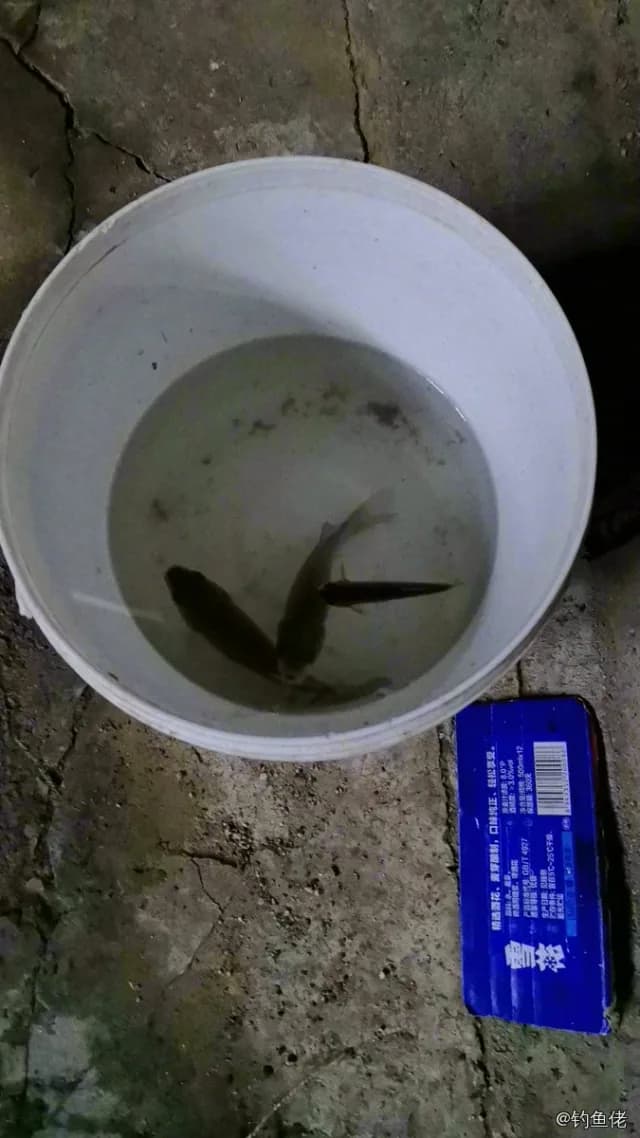 鲫鱼钓获 1.3kg