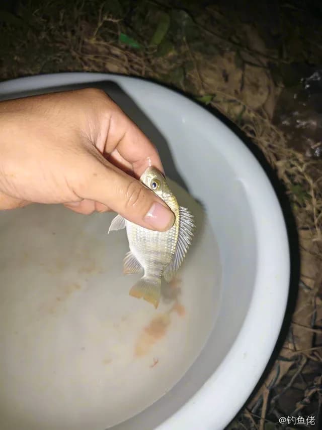 尼罗非鲫钓获 0.1kg