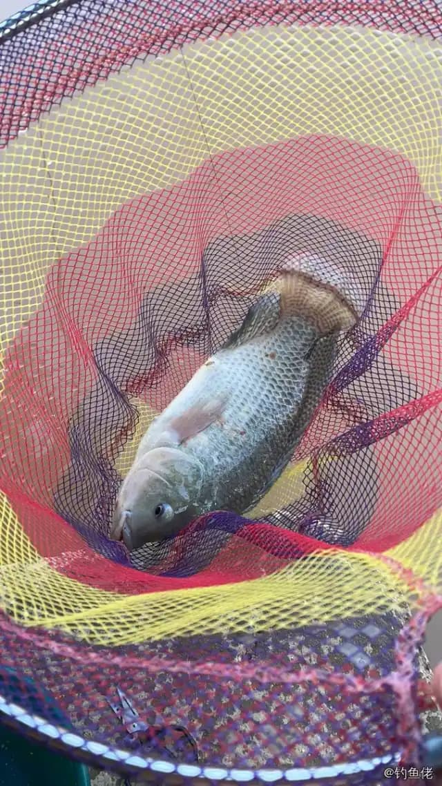 尼罗非鲫钓获 1.2kg