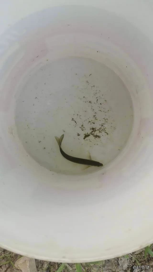 鲫鱼钓获 0.1kg