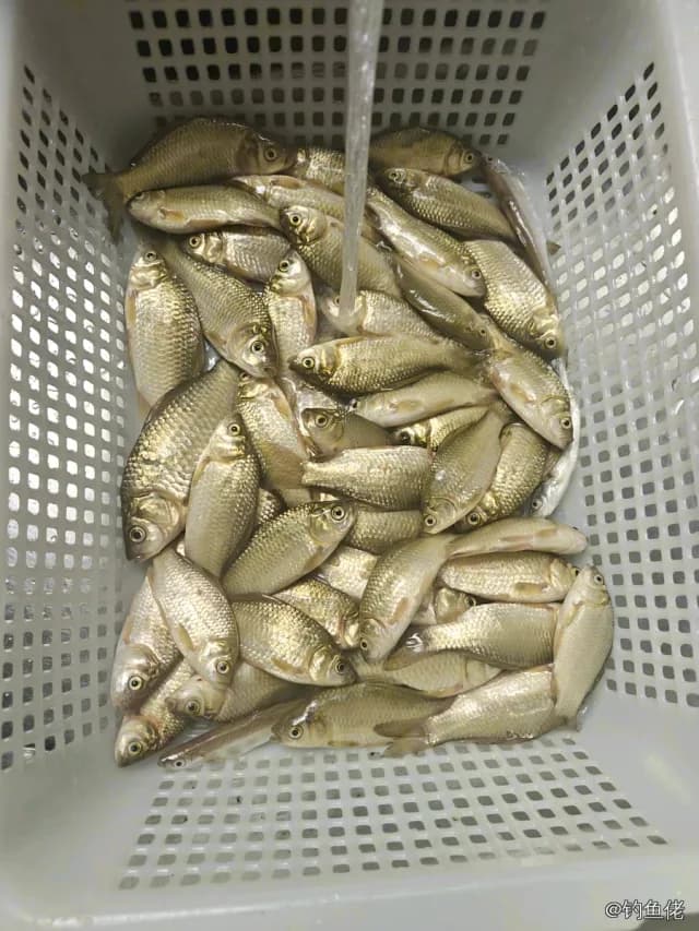 鲫鱼钓获 0.45kg
