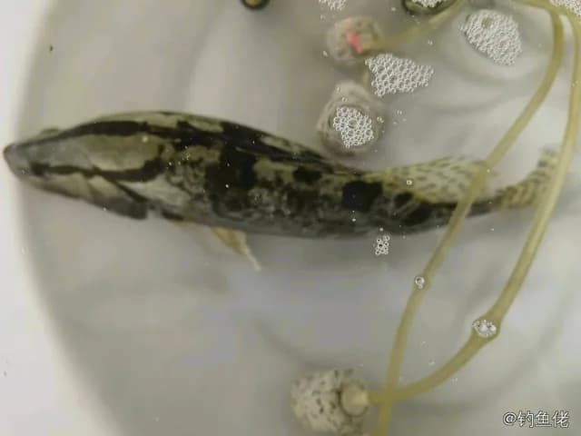 斑鳜钓获 1kg