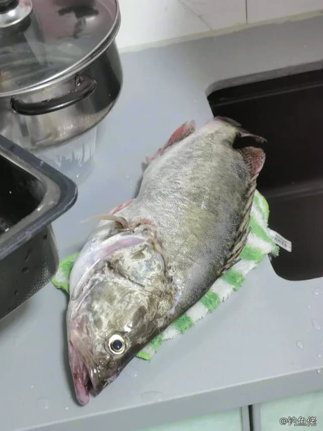 鳜鱼钓获 1.3kg