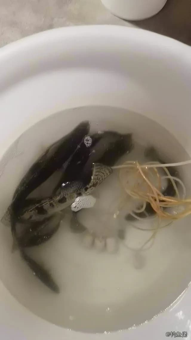 鳜鱼钓获 1.5kg
