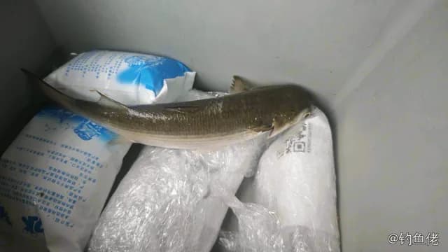 鲻鱼钓获 1.5kg