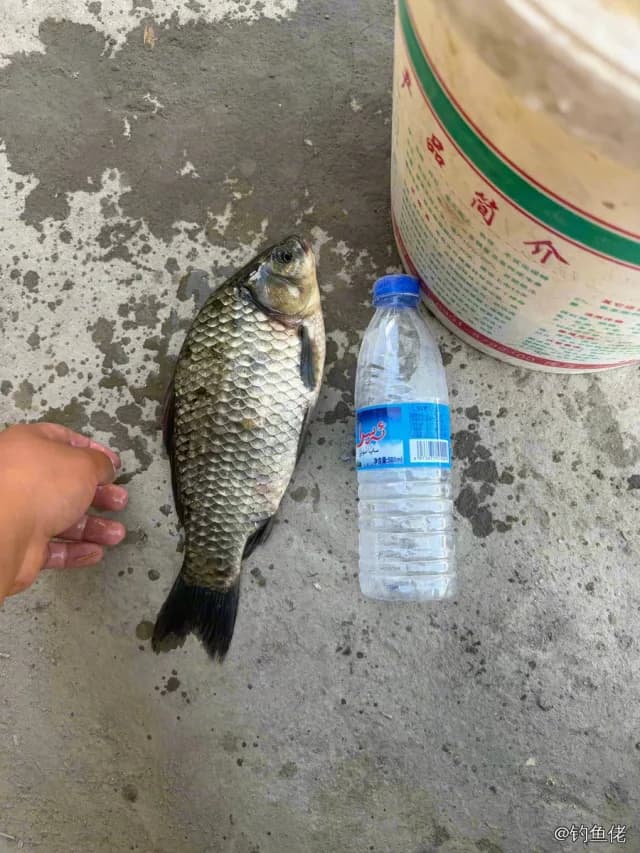 鲫鱼钓获 0.7kg