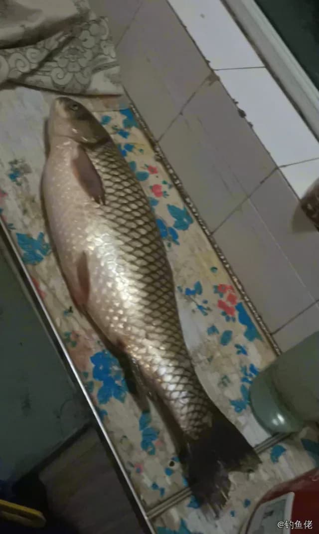草鱼钓获 5.2kg