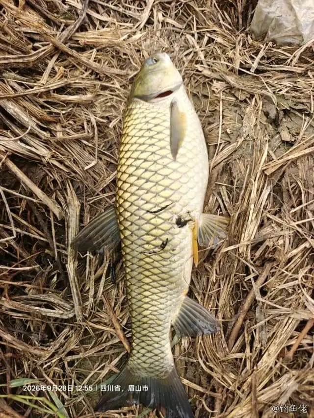 草鱼钓获 1.1kg