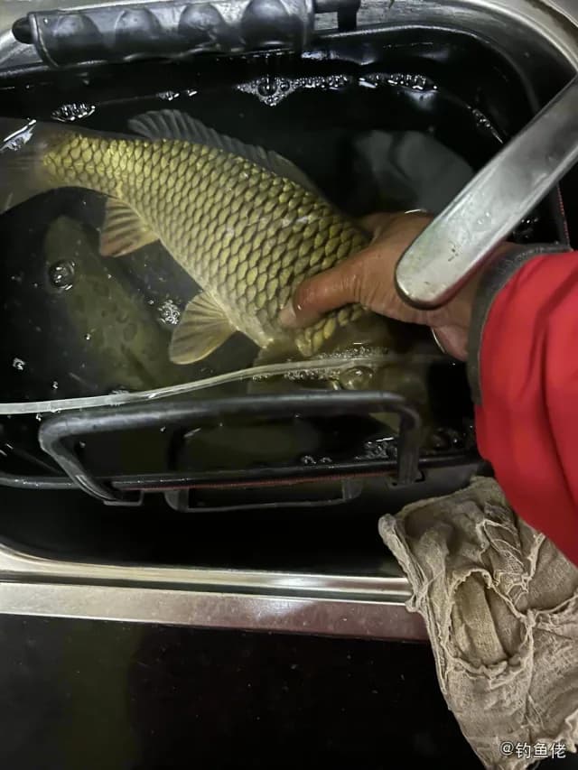 线鳢钓获 0.6kg