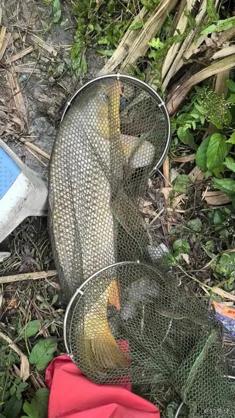 鲤鱼钓获 4.8kg