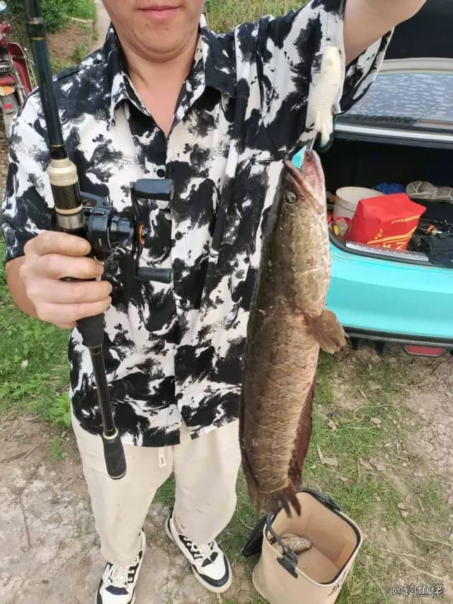 线鳢钓获 2kg