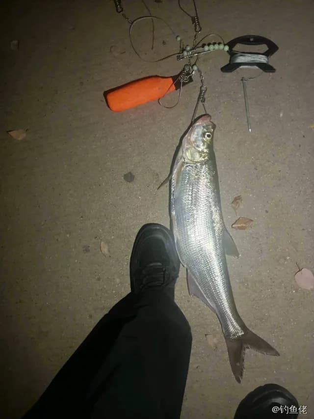 翘嘴鲌钓获 1.8kg