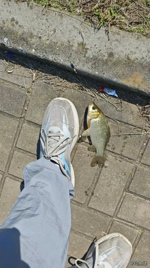 鲫鱼钓获 0.3kg
