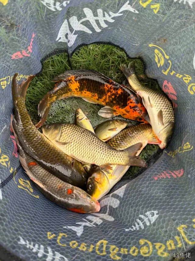 鲤鱼钓获 6kg