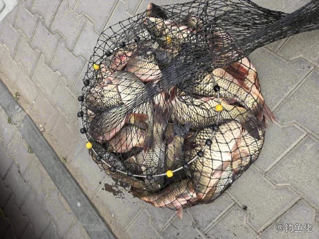鲤鱼钓获 1.15kg