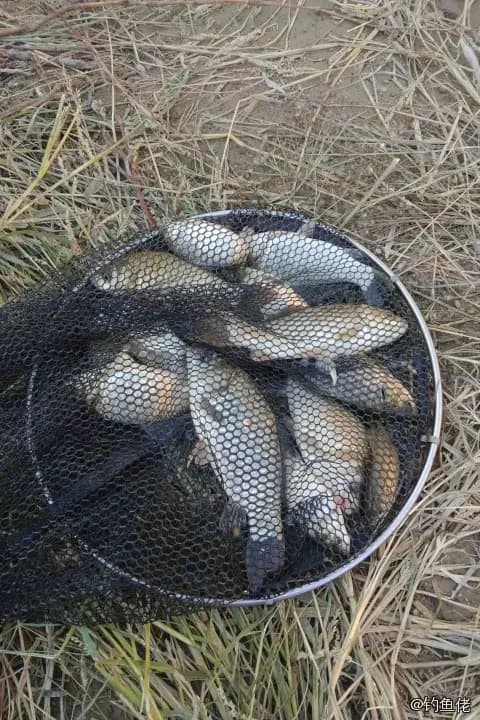 鲫鱼钓获 0.3kg