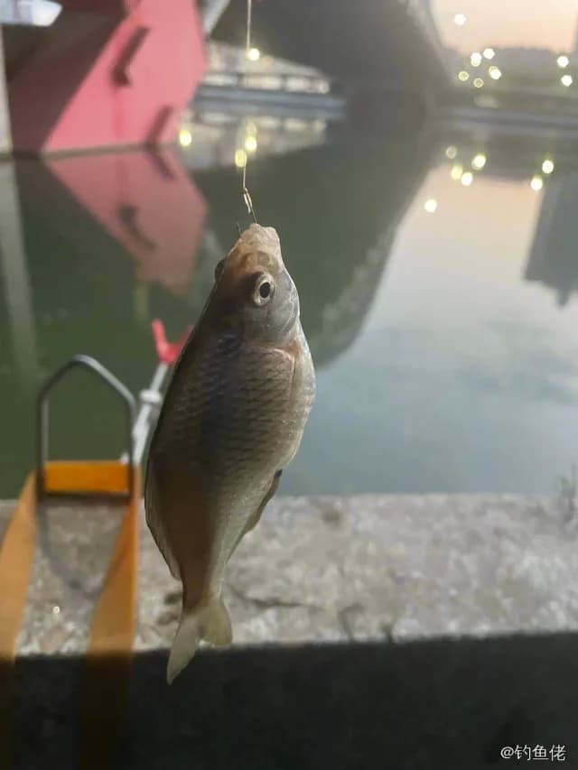 大鳍鱊钓获 0.01kg