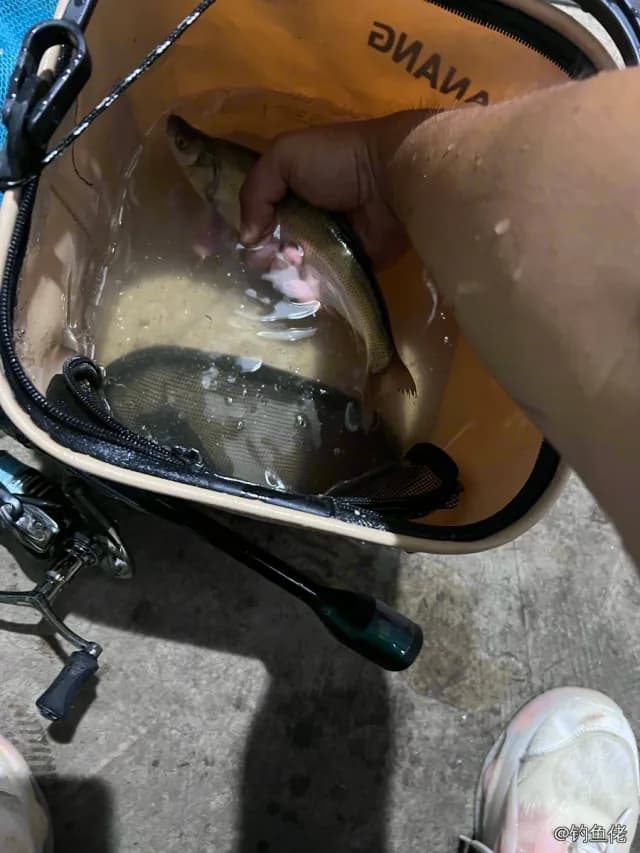 红鳍鲌钓获 0.3kg