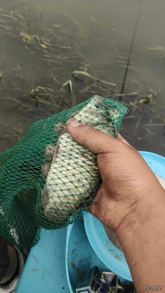 鲫鱼钓获 0.7kg