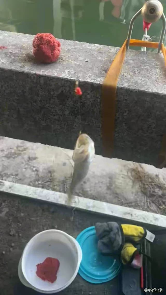 马口鱼钓获 0.1kg