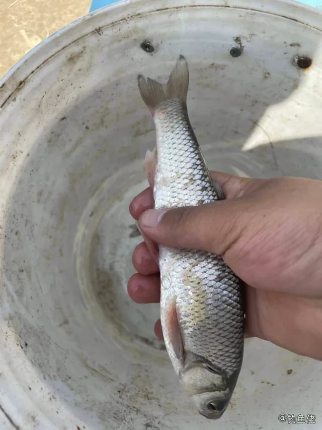 瓦氏雅罗鱼钓获 0.03kg