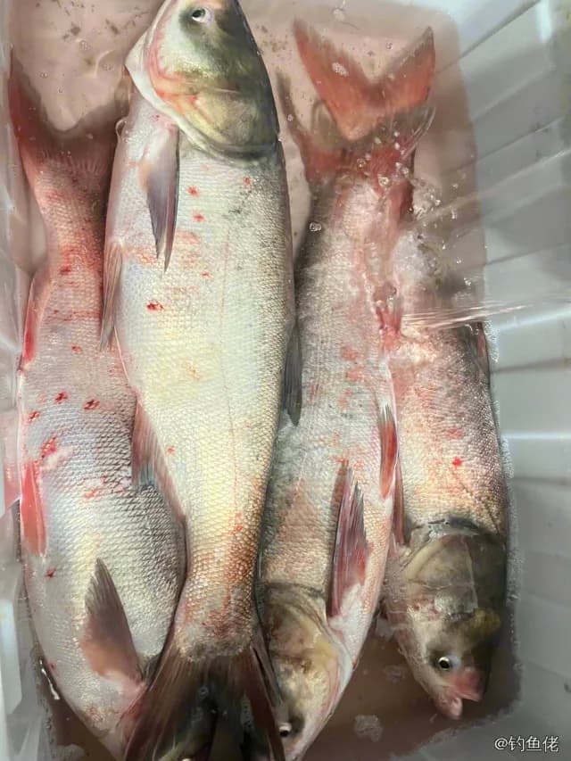 鳙鱼钓获 12kg