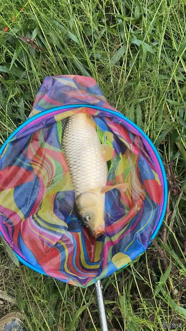 鲤鱼钓获 6kg