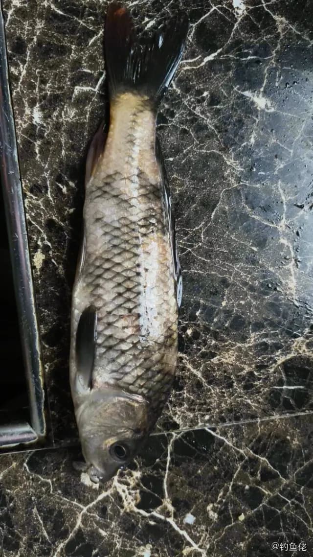 鲤鱼钓获 0.9kg