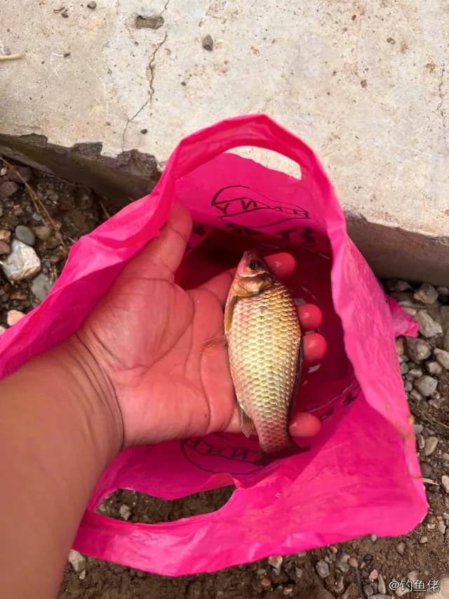 鲫鱼钓获 0.45kg