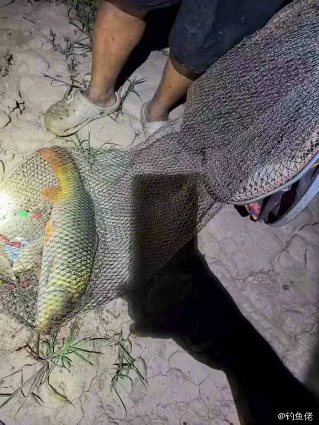 格纹海猪鱼钓获 2kg
