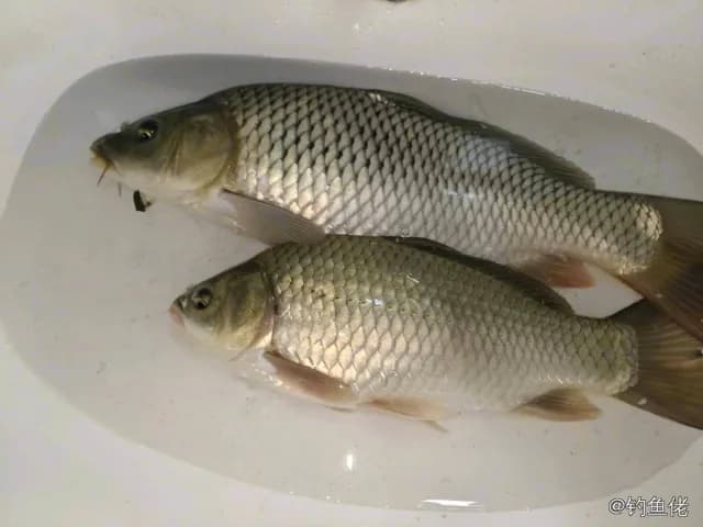 鲫鱼钓获 0.4kg